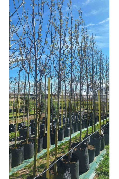 Груша Каллері Шантеклер - 55л/вис.340-360см/Ø60-70см/обхват 10-12см  